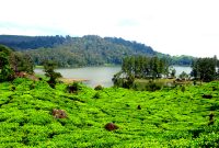 wisata-bandung-situ-patenggang