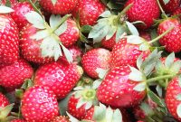 kebun strawberry lembang