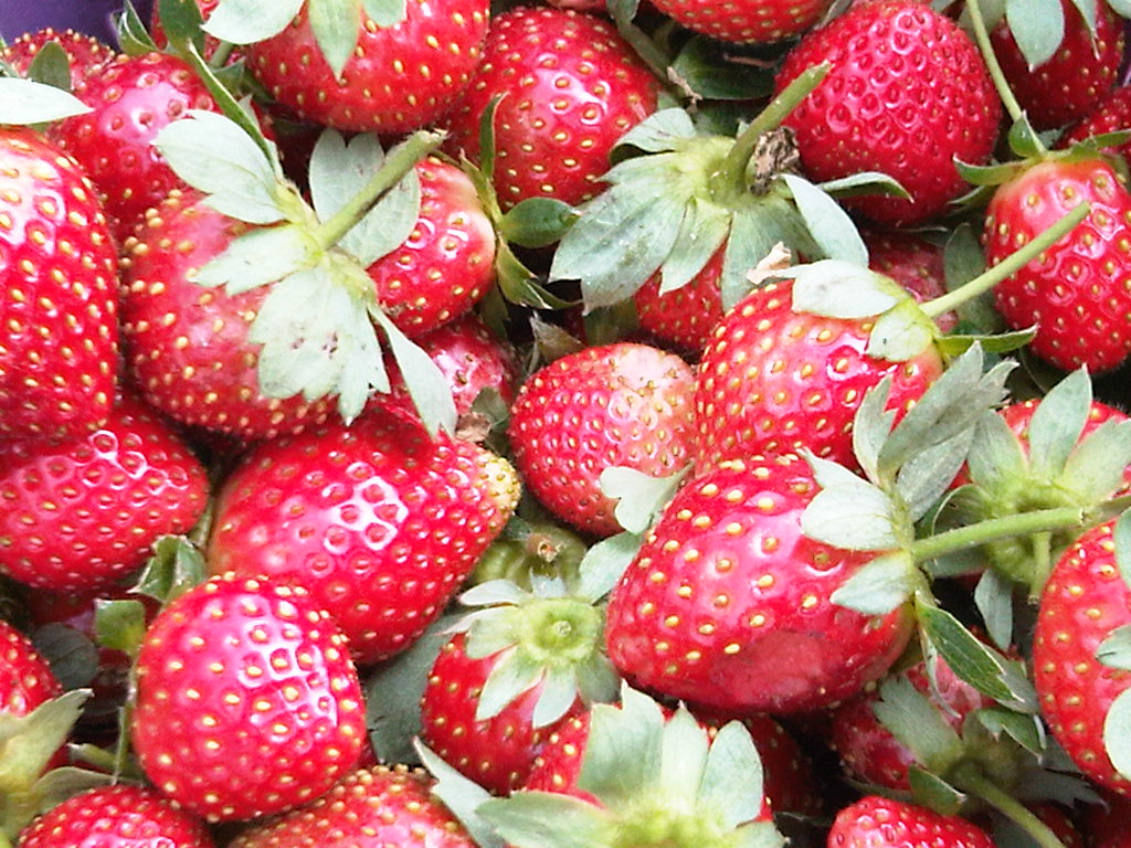 kebun strawberry lembang