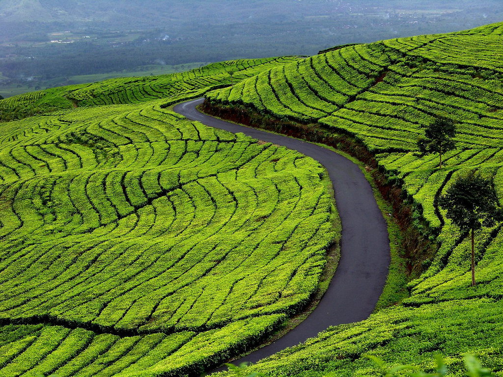 Kebun Teh Bandung yang Bagus